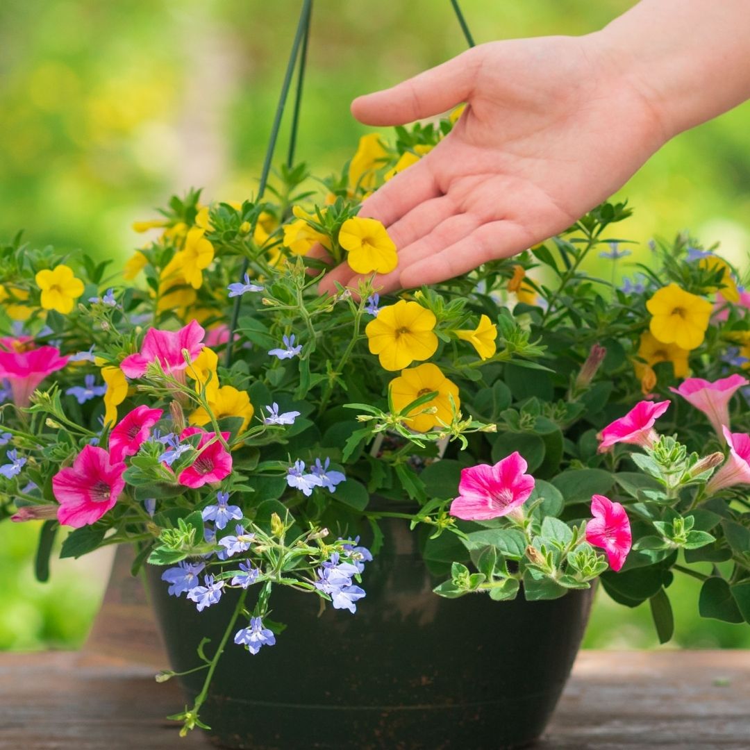 Combo – Pink Lemonade – 10″ Hanging Basket